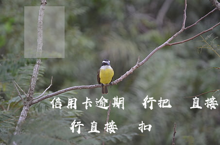 信用卡逾期銀行把錢直接扣怎么辦(欠信用卡銀行直接劃扣)