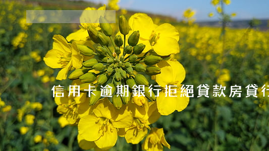 信用卡逾期銀行拒絕貸款(房貸行信用卡拒絕)
