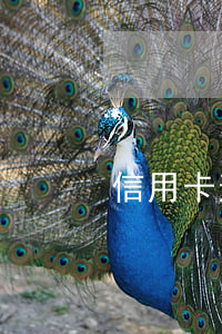 信用卡逾期銀行提醒不到位