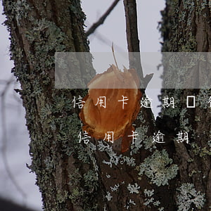 信用卡逾期銀行是起訴還是報案(民事訴訟法信用卡逾期)