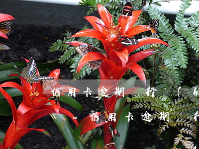 信用卡逾期銀行會(huì)以什么理由起訴-信用卡逾期銀行會(huì)以什么理由起訴我