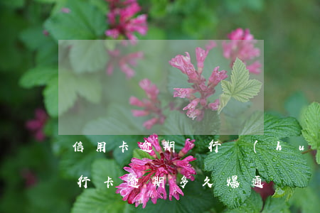 信用卡逾期銀行會(huì)爆通訊錄么(飛行卡逾期多久爆通訊錄)