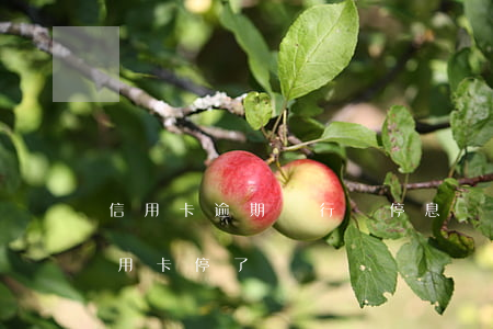 信用卡逾期銀行會停息嗎 沒逾期銀行把我信用卡停了