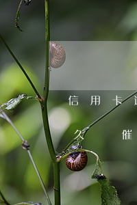 信用卡逾期銀行會催收多久(銀行貸款逾期多久會催收)