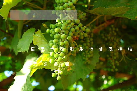 信用卡逾期銀行會怎樣處理(信用卡造成逾期怎么處理)