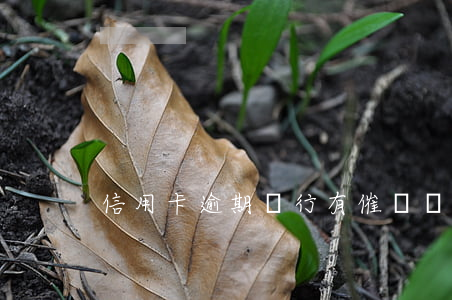 信用卡逾期銀行有催繳義務(wù)嗎