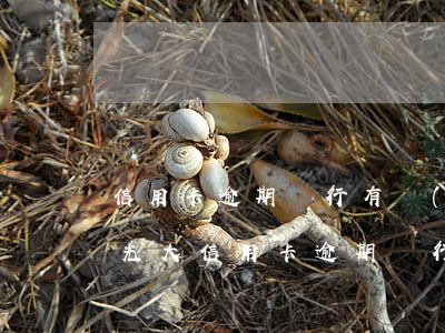 信用卡逾期銀行有權(quán)查征信嗎光大(信用卡逾期銀行有權(quán)查征信嗎光大)