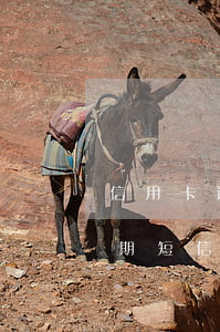 信用卡逾期銀行沒消息(沒有辦信用卡收到逾期短信)