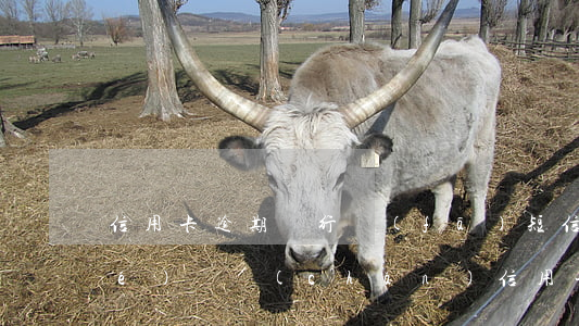 信用卡逾期銀行發(fā)短信凍結(jié)資產(chǎn)(信用卡逾期銀行發(fā)短信凍結(jié)資產(chǎn)怎么辦)