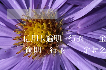 信用卡逾期銀行的違約金怎么計算-信用卡逾期銀行的違約金怎么計算的