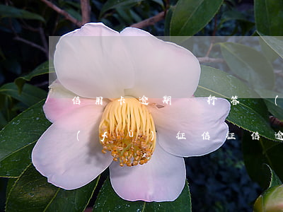 信用卡逾期銀行答應(yīng)還完恢復(fù)征信(征信逾期了信用卡還提額度嗎)