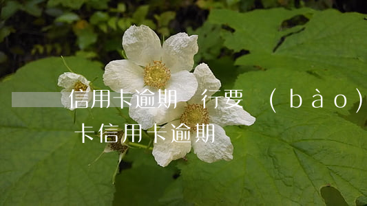 信用卡逾期銀行要報(bào)案處理(銀行卡信用卡逾期)
