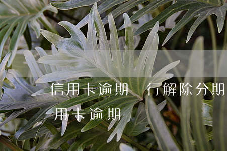 信用卡逾期銀行解除分期 分期卡逾期屬于信用卡逾期嗎