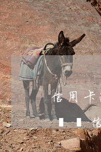 信用卡逾期銀行說套現(xiàn) 向銀行舉報信用卡套現(xiàn),銀行會處理嗎