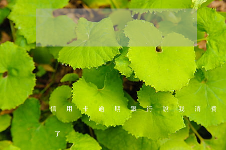信用卡逾期銀行說我消費(什么叫信用卡逾期了)