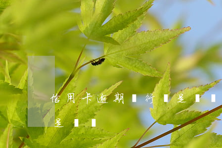 信用卡逾期銀行說是詐騙（信用卡逾期銀行說是詐騙）
