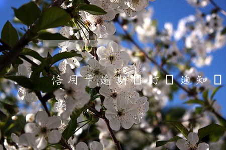 信用卡逾期銀行說通知親屬(電話說信用卡逾期)