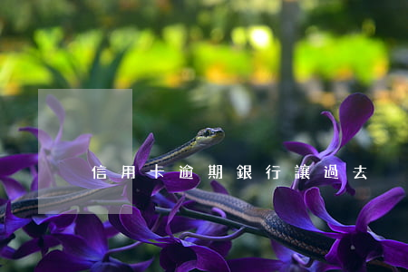 信用卡逾期銀行讓過去