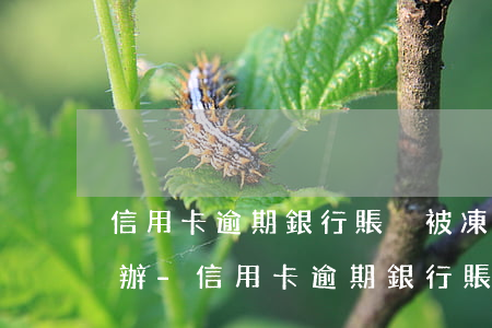 信用卡逾期銀行賬戶被凍結(jié)怎么辦-信用卡逾期銀行賬戶被凍結(jié)怎么辦理