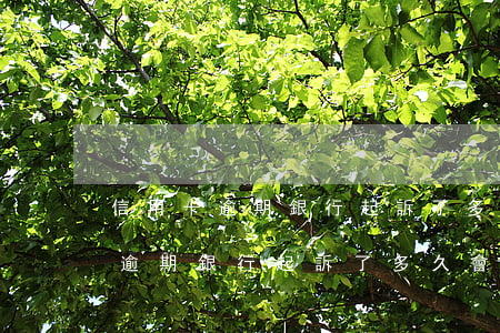 信用卡逾期銀行起訴了多久會開庭-信用卡逾期銀行起訴了多久會開庭審理