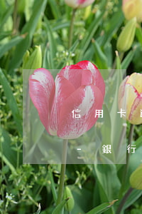 信用卡逾期銀行起訴后不應(yīng)訴-銀行去法院起訴信用卡逾期怎么辦