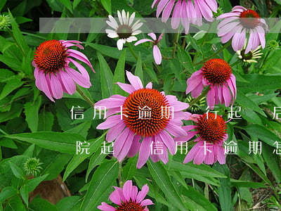 信用卡逾期銀行起訴后果是什么-銀行去法院起訴信用卡逾期怎么辦