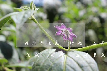 信用卡逾期銀行起訴立案多久開庭-信用卡逾期銀行起訴立案多久開庭審理