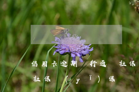 信用卡逾期銀行通過社保(信用卡逾期可以買社保醫(yī)保嗎)