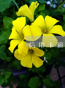 信用卡逾期銷戶流程(信用卡逾期銷戶貸款問題大嗎)