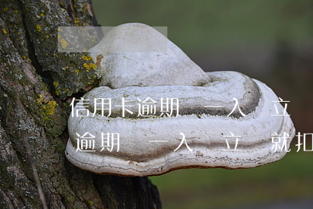信用卡逾期錢一入賬立馬就扣掉了-信用卡逾期錢一入賬立馬就扣掉了怎么辦