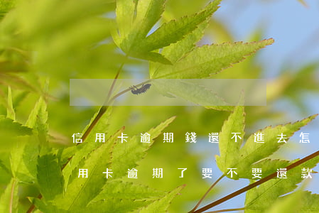 信用卡逾期錢還不進去怎么辦(本人不在了信用卡逾期了要不要還款)