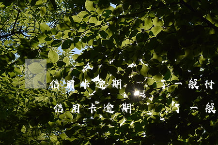 信用卡逾期錢還了一般什么時候就能用啊-信用卡逾期錢還了一般什么時候就能用啊