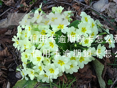 信用卡逾期鎖卡怎么和銀行協(xié)商(信用卡逾期鎖卡怎么和銀行協(xié)商解除)
