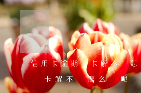 信用卡逾期鎖卡解不開怎么辦-信用卡逾期鎖卡解不開怎么辦呢