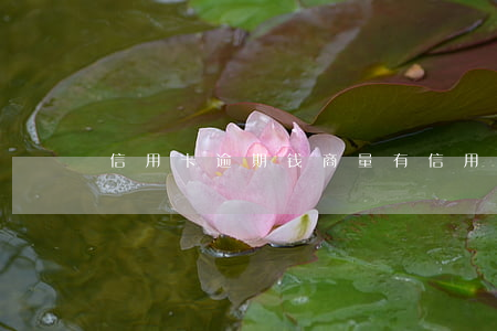 信用卡逾期钱商量 有信用卡逾期