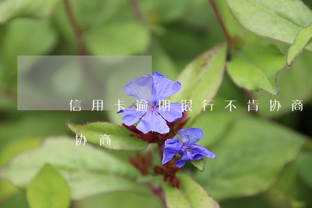 信用卡逾期银行不肯协商办(信用卡逾期不给协商)