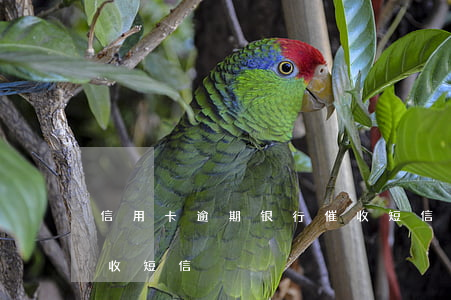 信用卡逾期银行催收短信-银行贷款逾期催收短信
