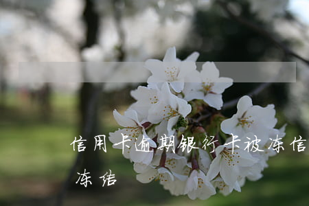 信用卡逾期银行卡被冻(信用卡逾期银行卡被冻结)