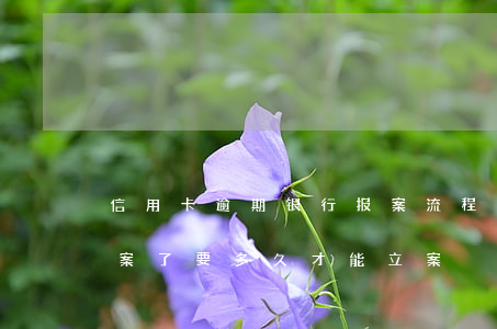 信用卡逾期银行报案流程(信用卡逾期银行报案了要多久才能立案)