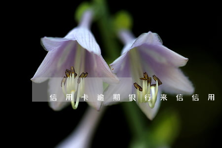 信用卡逾期银行来信(信用卡逾期银行来信函)