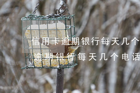 信用卡逾期银行每天几个电话咋办-信用卡逾期银行每天几个电话咋办呢