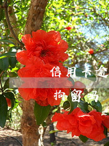 信用卡逾期银行立案吗(欠信用卡逾期起诉会拘留吗)