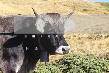 信用卡逾期银行给你发律师函(欠信用卡发律师函)