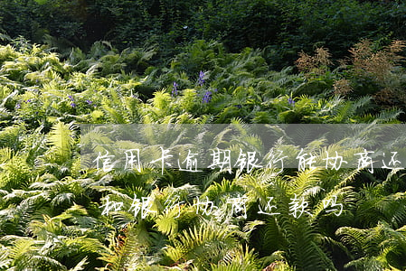 信用卡逾期银行能协商还款吗(欠信用卡可以和银行协商还款吗)