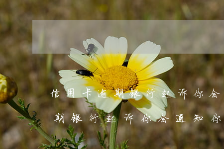 信用卡逾期银行起诉你会通知你吗（信用卡逾期银行起诉你会通知你吗）