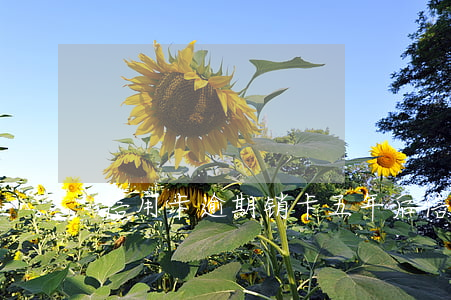 信用卡逾期销卡五年后(信用卡逾期五年了)