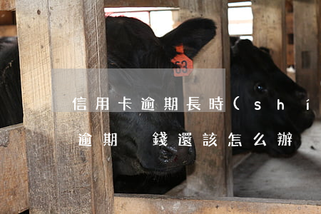 信用卡逾期長時(shí)間沒錢還(信用卡逾期沒錢還該怎么辦)