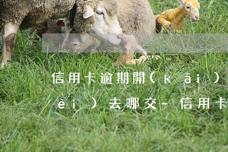信用卡逾期開(kāi)庭案件受理費(fèi)去哪交-信用卡逾期開(kāi)庭案件受理費(fèi)去哪交呢