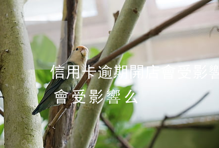 信用卡逾期開店會受影響么(信用卡逾期開店會受影響么)