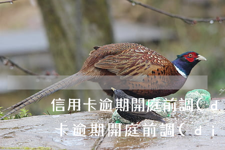 信用卡逾期開庭前調(diào)解-信用卡逾期開庭前調(diào)解有用嗎